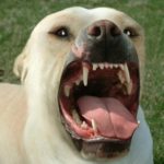 Dog Bite Lawsuits with Children